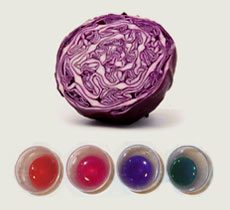 Red Cabbage Indicator